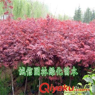 紅楓樹 紅楓樹苗 紅楓苗 紅楓盆景 日本紅楓樹 日本紅楓樹苗-沭陽縣誠信園林綠化苗木基地提供紅楓樹 紅楓樹苗 紅楓苗 紅楓盆景 日本紅楓樹 日本紅楓樹苗的相關介紹、產品、服務、圖片、價格沭陽縣誠信園林綠化苗木基地、喬木;苗木