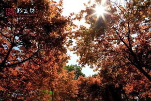 福州驚現秋天的童話 日本紅楓 漫山杜鵑...快來