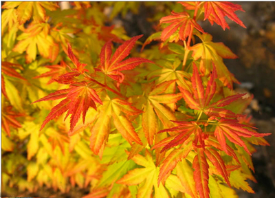 2017日本紅楓苗前景預測分析_其它_網