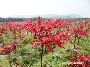 日本紅楓 浙江省嵊州市新村綠化園藝場