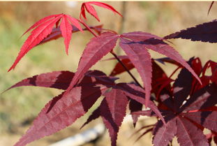 日本紅楓三季紅與日本紅楓紅舞姬的區(qū)別