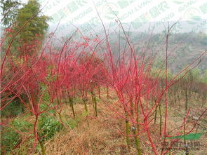 日本紅楓 赤金楓 紅楓小苗價(jià)格 紅桿紅楓 江西綠