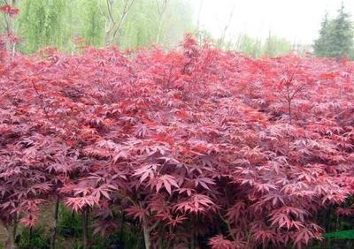 日本紅楓小苗多少錢一棵