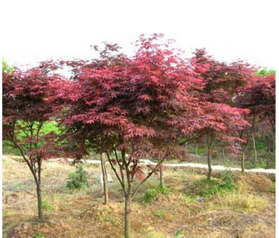 紅楓樹(shù)苗美國(guó)中國(guó)庭院盆栽日本紅楓 好評(píng)好店