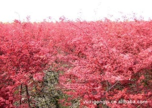 【小苗紅葉美人梅】價格、產品供應,小苗紅葉美人梅廠家批發列表2-1024商務網