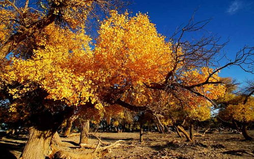 比日本紅葉美100倍 中國(guó)這6萬畝楓林美成天堂,卻少有人知