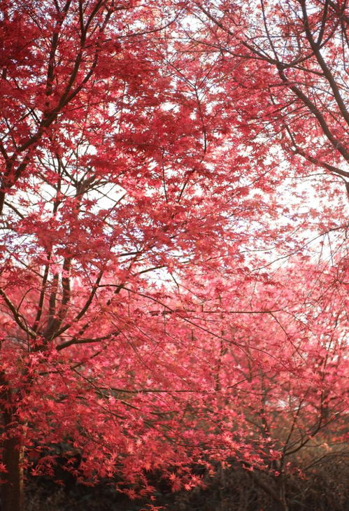 沙灣 日本紅楓 紅袖善舞翠云間