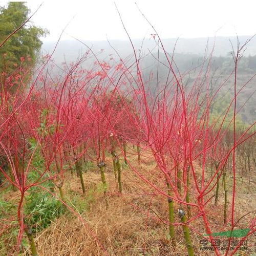 赤桿楓 日本紅楓盆景制作要注意哪些問題 紅楓盆景 紅楓供應(yīng)