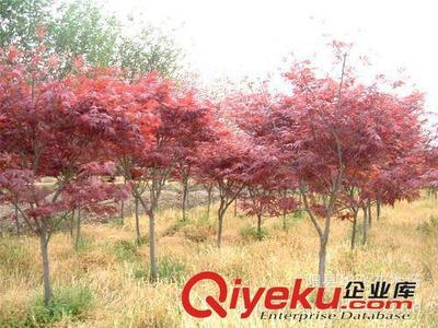 供應(yīng)園林植物 紅楓 紅楓樹 日本紅楓 美國(guó)紅楓小苗-沭陽縣華飛花木場(chǎng)提供供應(yīng)園林植物 紅楓 紅楓樹 日本紅楓 美國(guó)紅楓小苗的相關(guān)介紹、產(chǎn)品、服務(wù)、圖片、價(jià)格沭陽縣華飛花木場(chǎng)、花木花卉;苗木;綠化苗木;綠化小苗;紅葉小檗;金葉女貞;合歡;紅葉石楠;黃金槐;國(guó)槐;迎春;龍柏;蜀檜;側(cè)柏;連翹;紫薇;櫻花;高桿女貞;紅葉李;棣棠