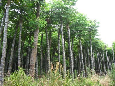 山東北欒#%濟(jì)寧北欒@北欒-曲阜紅楓園 產(chǎn)品展示(山東美國紅楓、濟(jì)寧日本紅楓、濟(jì)寧白蠟)-金泉網(wǎng)
