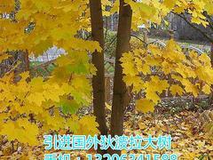狄波拉黃金楓當(dāng)選大自然彩葉苗木基地:狄波拉黃金楓代理加盟-山東大自然彩葉苗木繁育基地提供狄波拉黃金楓當(dāng)選大自然彩葉苗木基地:狄波拉黃金楓代理加盟的相關(guān)介紹、產(chǎn)品、服務(wù)、圖片、價(jià)格狄波拉黃金楓、美國紅楓、耐熱白樺、黃金楓、錦葉欒、日本紅楓、