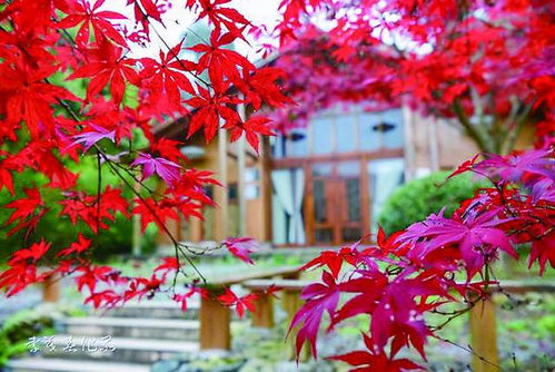 太美了,株洲賞楓好去處 錯(cuò)過等一年