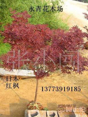 【現(xiàn)貨出售3公分日本紅楓、中國紅楓、基地實(shí)物照片、歡迎選購】 - 產(chǎn)品庫 - 沭陽縣永青花木場
