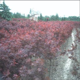 苗圃銷綠化苗木紅楓樹苗日本紅楓園林綠化專用嫁接3 8公分