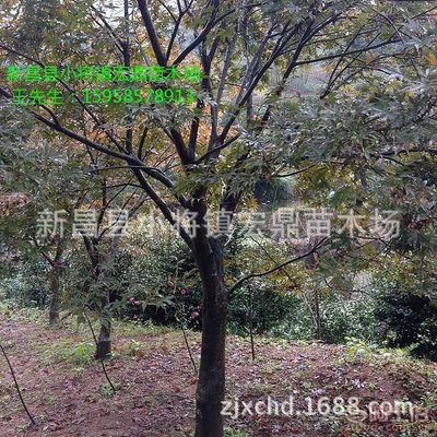 【日本紅楓小苗浙江日本紅楓苗木低價(jià)批發(fā)處理價(jià)格實(shí)惠】新昌縣小將鎮(zhèn)宏鼎苗木場 - 產(chǎn)品庫