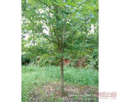 【大量批發夕陽紅秋火焰美國紅楓中國紅楓日本紅楓規格齊全】新昌縣利農苗木專業合作社 - 產品庫