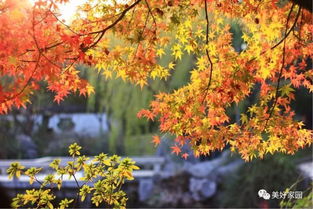 秋風瑟瑟,來看這里 楓 情萬種