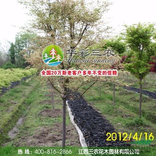 企業動態 江西三農花木園林