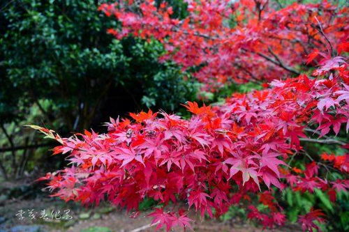楓 情萬種 醴陵楓溪谷紅葉紅了