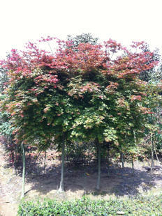 喬木-大量供應5cm日本紅楓 全冠紅楓-喬木盡在阿里巴巴-瀏陽市柏加鎮(zhèn)雨尋苗圃