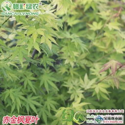 全球花木網(wǎng)歡迎你