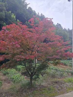 日本紅楓米徑0.1公分