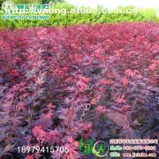 【日本紅楓三季紅】紅楓,價格,廠家,圖片,供應商,花木,宜黃縣綠農農業發展 - 產品庫 - 阿土伯交易網