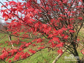 日本紅楓盆栽養(yǎng)護(hù)秘決,要注意哪些問題