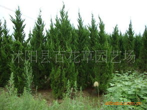 花卉種子 種苗產品列表 007商務站 全球網上貿易平臺 第89頁