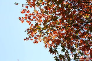 小雪山色染紅楓——岳麓山與日本紅楓的秋日絮語