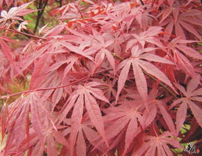 精選日本紅楓，安徽合肥肥西專業(yè)供應(yīng)，規(guī)格齊全量大從優(yōu)