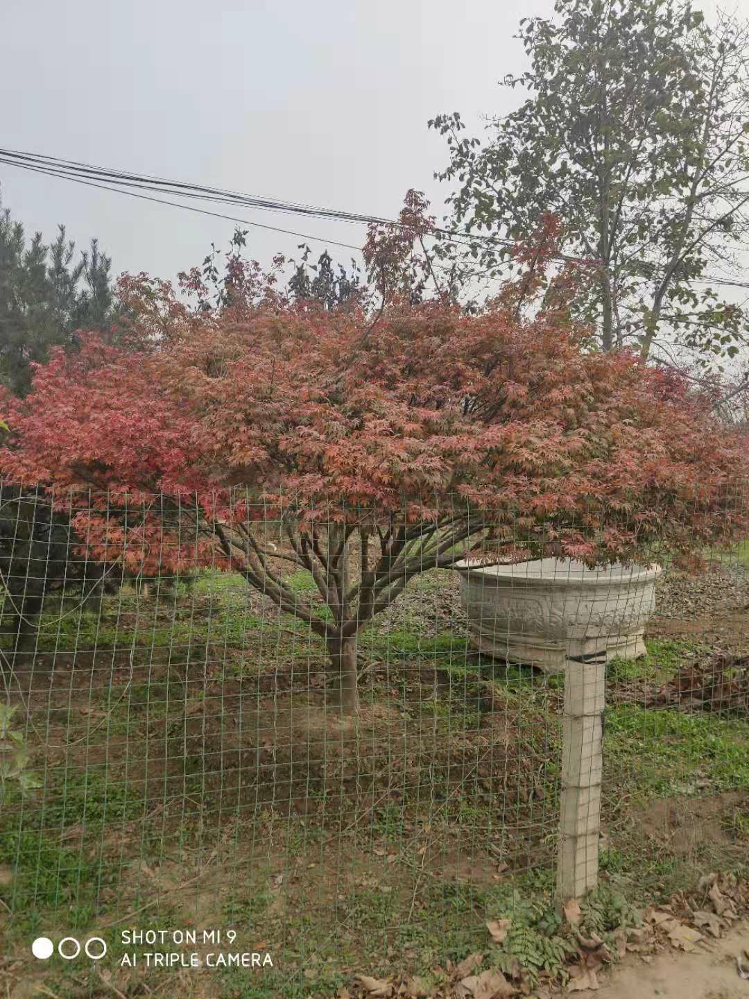 日本紅楓 精品造型、大規(guī)格與矮桿的園林藝術(shù)