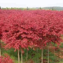 日本紅楓之美 園林藝術(shù)中的一抹東方雅韻