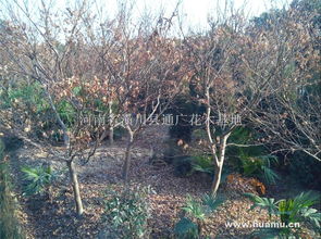 日本紅楓 潢川縣通廣花木基地的園林瑰寶