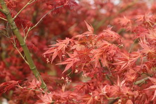 九農花木園藝場基地實拍圖 日本紅楓紅舞姬與日本紅楓的絢麗風采