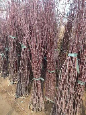 紅楓小苗產地直發指南 美國、日本與中國品種對比