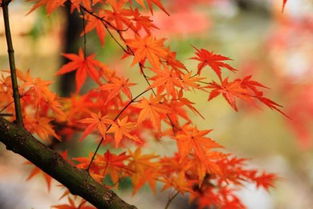 國內四大賞楓圣地 秋意濃楓葉紅，哪里的楓情更入你的眼？