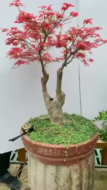 日本紅楓盆景 兩桿式造型的魅力與欣賞