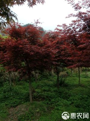 日本紅楓市場(chǎng)概覽 品質(zhì)、價(jià)格與批發(fā)策略