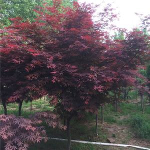 日本紅楓 庭院綠化與盆景藝術(shù)的東方瑰寶